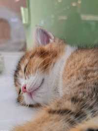 Yaoshe Cat Adoption 