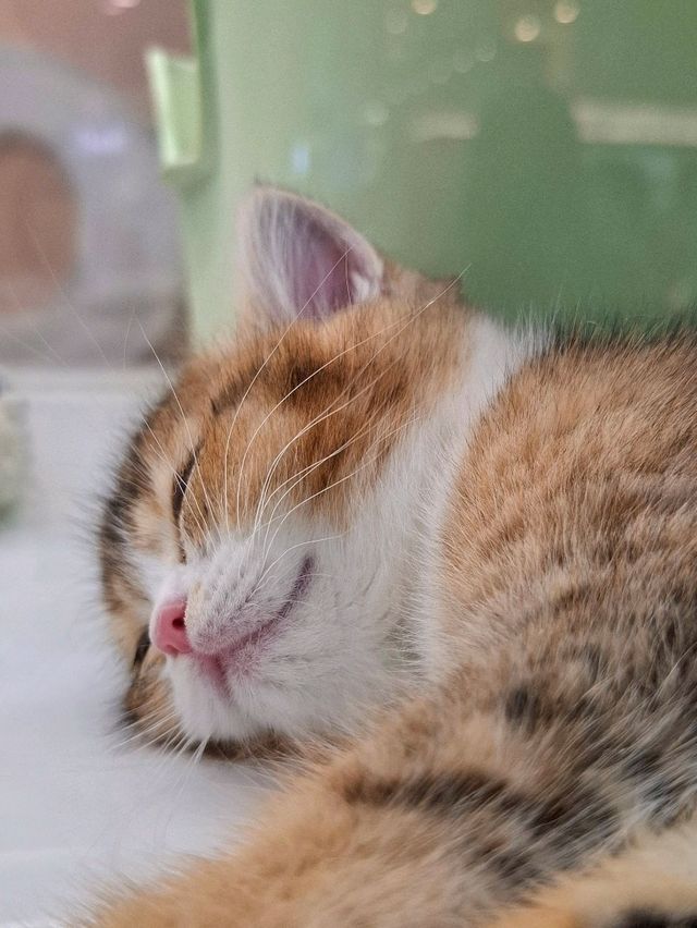Yaoshe Cat Adoption 