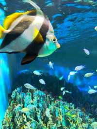 Sunshine Aquarium such a miracle!