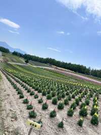 北海道 美瑛（四季彩之丘）（白金青池）（白鬚瀑布）、富良野（富田農場）