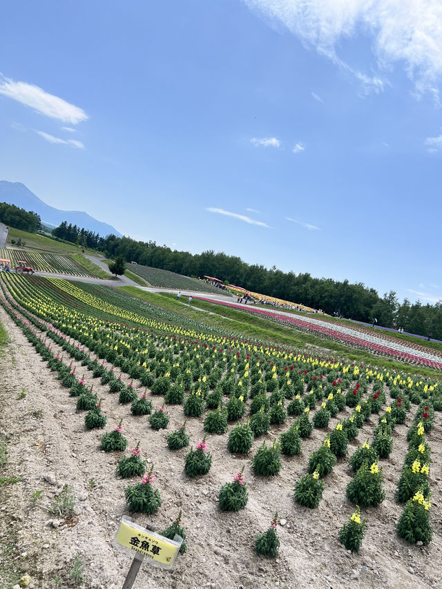 北海道 美瑛（四季彩之丘）（白金青池）（白鬚瀑布）、富良野（富田農場）