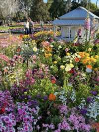 🌸【花に包まれる街】ダーリング・ダウンズの花祭りで彩りの旅