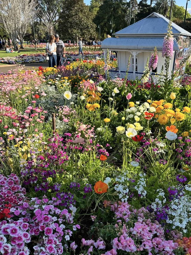 🌸【花に包まれる街】ダーリング・ダウンズの花祭りで彩りの旅