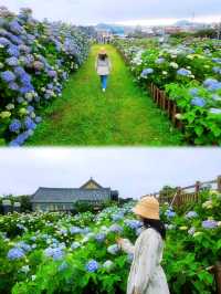 濟州城山日出峰⛰️繡球花盛開💙💜