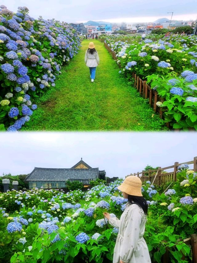 濟州城山日出峰⛰️繡球花盛開💙💜