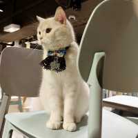 Urban Cafe：貓貓Cafe美食之旅 🐱