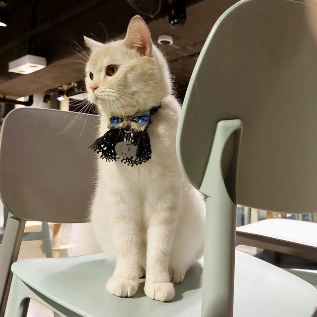 Urban Cafe：貓貓Cafe美食之旅 🐱