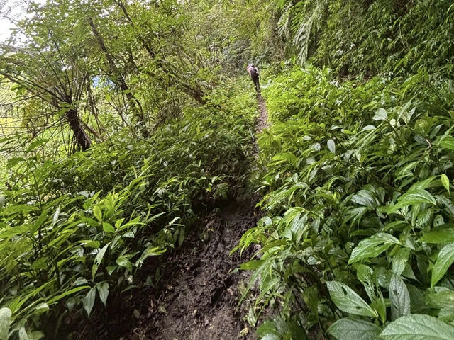 烏來西坑林道～好走又人少；夏天玩水的小秘境