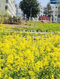 Onchonchon Citizen's Park, Busan: A Riverside Oasis for Leisure and Recreation