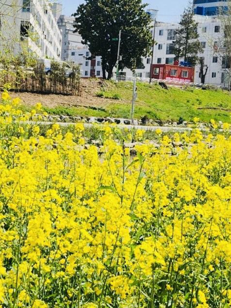 Onchonchon Citizen's Park, Busan: A Riverside Oasis for Leisure and Recreation