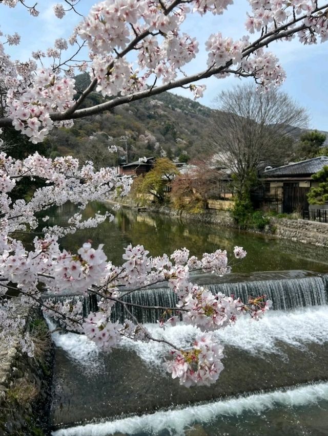 @ ARASHIYAMA IN KYOTO.