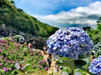 水車寮繡球花園