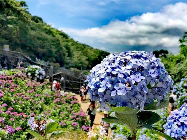 水車寮繡球花園