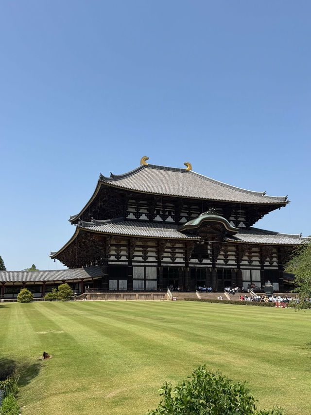 Serenity and History at Todaiji Temple 
