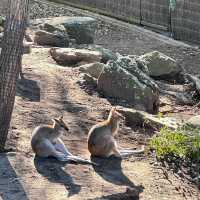 Taronga Zoo