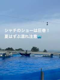 神戸須磨シーワールドでシャチの癒しと感動体験！