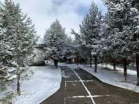 Snow Season in Yunnan  
