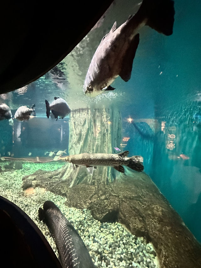 Tidal Marvels at The Coastal Zone, Aquaria KLCC