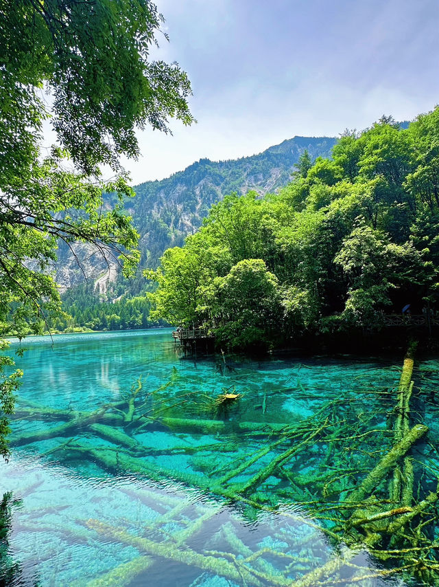 🌿✨ Discover the Enchanting Beauty of Jiuzhaigou Valley ✨🌿