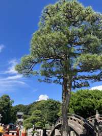 【神奈川・鎌倉市】鶴岡八幡宮〜商売繁盛、勝負運、良縁、安産のパワースポット〜
