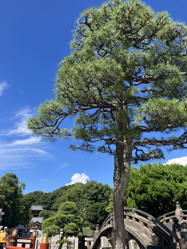 【神奈川・鎌倉市】鶴岡八幡宮〜商売繁盛、勝負運、良縁、安産のパワースポット〜