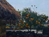 Step Back in Time – Seongeup Folk Village, Jeju 