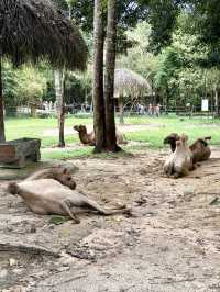 富國島珍珠野生動物園-近距離觀察猛獸，與可愛動物互動餵食