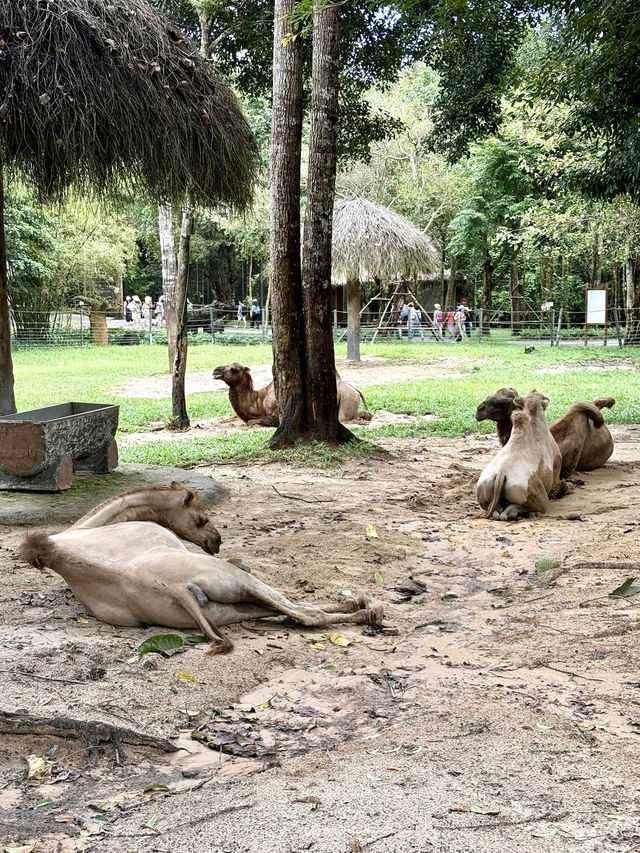 富國島珍珠野生動物園-近距離觀察猛獸，與可愛動物互動餵食