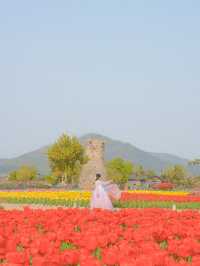 경주 겹벚꽃 보러 가셨나요? 그럼 튤립도 보셔야죠🌷❤️