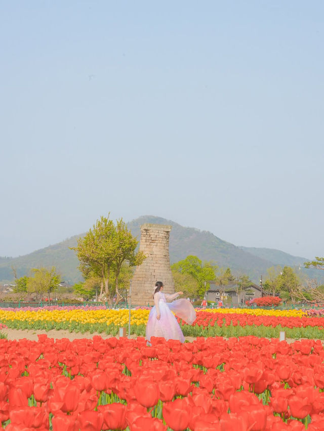 경주 겹벚꽃 보러 가셨나요? 그럼 튤립도 보셔야죠🌷❤️