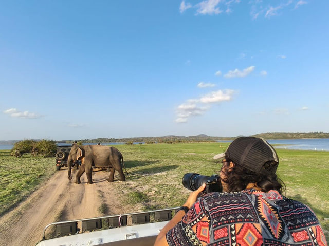 Safari at Minneriya National Park-Sri Lanka
