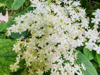 Wildflowers: Nature's Untamed Masterpieces