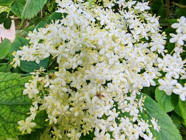Wildflowers: Nature's Untamed Masterpieces