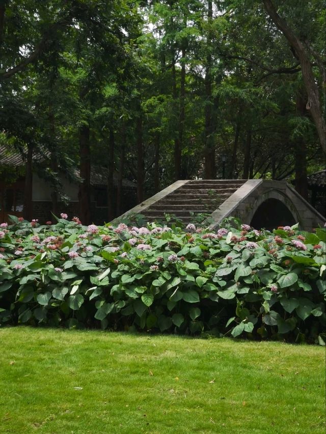 The Enigmatic "Stinkless" Stinkweed Blooms of Maojiapu