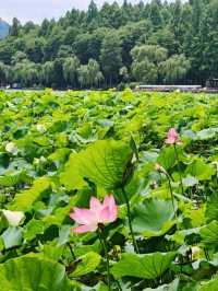 Where Summer Dances on Lotus Pads – West Lake’s Fragrant Aquatic Ballet"