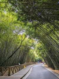 “Bamboo Sanctuary: Where Pandas Play in Nature’s Embrace”