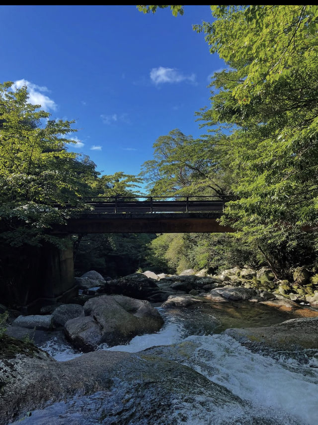 神秘の森・屋久島で“もののけ姫”の世界に迷い込む旅
