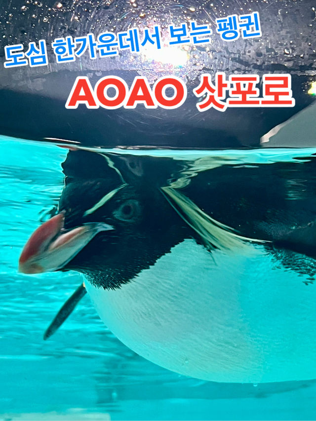 도심에서 만나는 펭귄, AOAO 삿포로 도심에서 만나는 펭귄, AOAO 삿포로