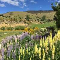 Bloom & Blue: A Dreamy Escape to Lake Tekapo
