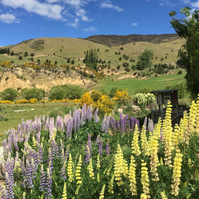 Bloom & Blue: A Dreamy Escape to Lake Tekapo