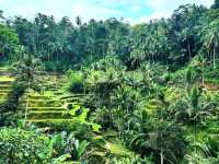 Discover the Charm of Ubud, Bali