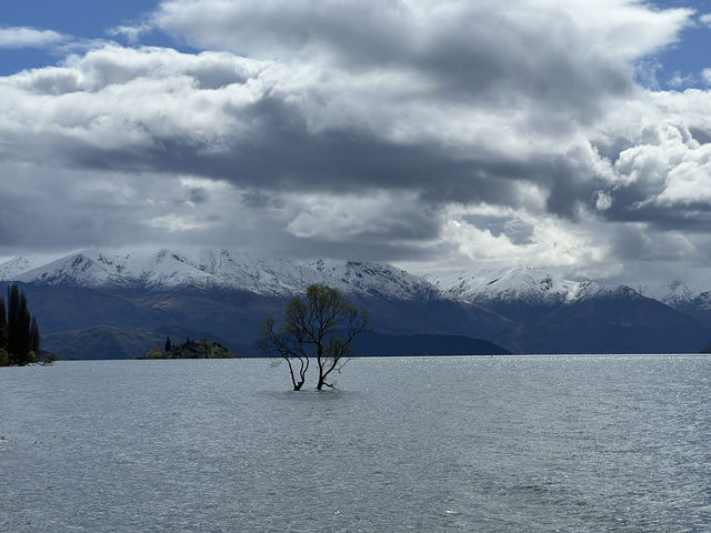 紐西蘭旅遊有景點—  《孤獨卻浪漫的身影：That Wānaka Tree》 🌳💧 
