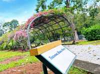 A Walk Through Terowong Bunga Kertas 