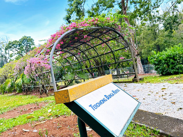 A Walk Through Terowong Bunga Kertas 