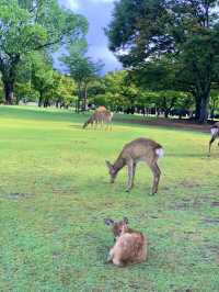 🦌 나라 사슴공원에서 인생샷 도전!