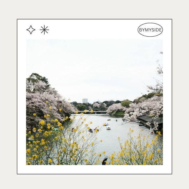 🌸 Chidorigafuchi Park – อุโมงค์ซากุระริมคูน้ำ