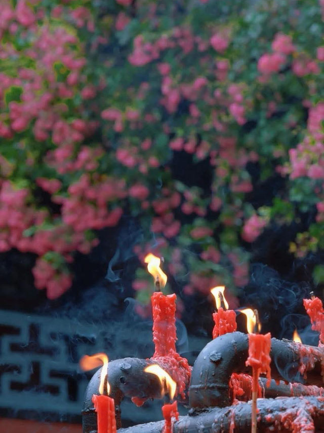 🌸 Dujiangyan – A Thousand-Year Symphony of Purple Blossoms 🌸