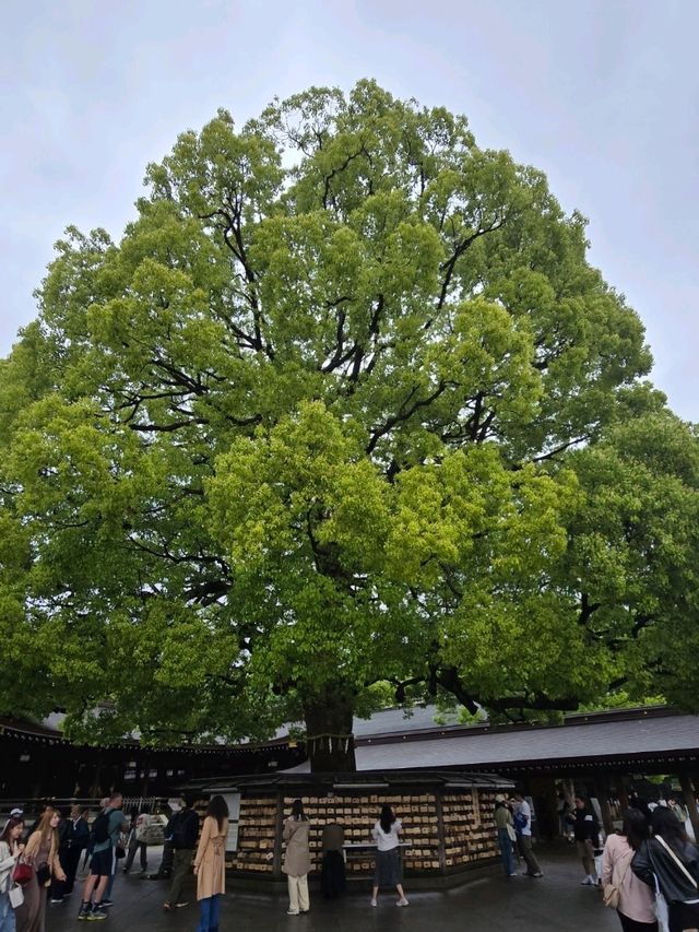 東京明治神宮🎏闖入鬧市中的靜謐，偶遇一場日式浪漫🎎