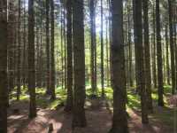 Rold Skov
