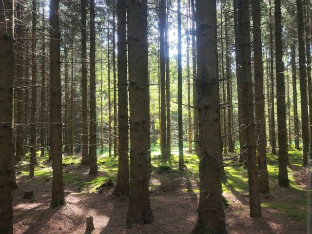 Rold Skov